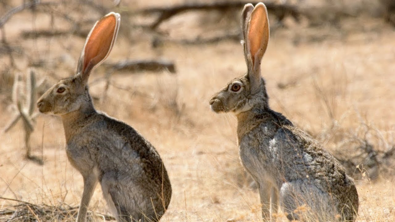 للأرانب الصحراوية آذان كبيرة لمساعدتها على السمع - الأمل نيوز