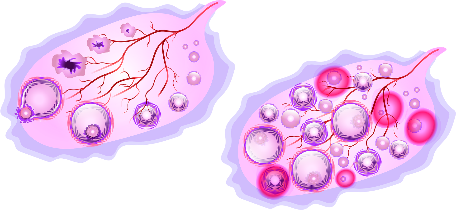 الخلايا التي تحاط بمواد صلبة مكونة من الفسفور والكالسيوم هي خلايا عظمية -  الأمل نيوز